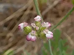Gros plan d'une plante en fleur aux pétales roses.