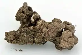 Morceau de turricule de Lombric (longueur : 1 cm environ).