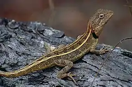 Diporiphora bilineata.