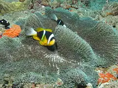 Stichodactyla mertensii