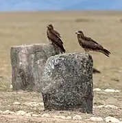 Milans noirs dans la steppe.