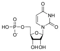 Image illustrative de l’article Uridine monophosphate