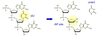 Mécanisme de l'uracile-ADN glycosylase