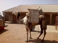 Un dromadaire dans la cour à Ségbana.