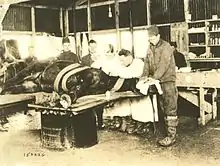 Vieille photo d'un cheval couché et couvert de bandages soigné par un homme