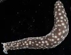 Holothuria signata.