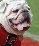 Uga VI, mascotte officielle des Georgia Bulldogs de 1981–1990