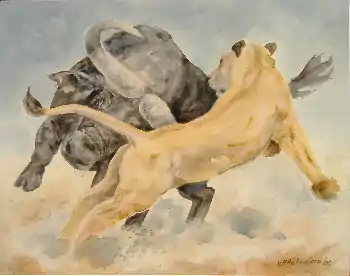Buffle avec Lionne, 2006, 80 × 100 cm
