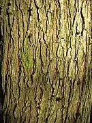 Écorce d'un arbre âgé de 18 ans.