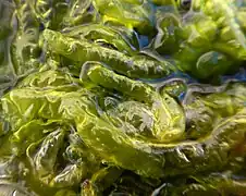 Forme typique en « tube ».