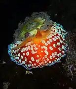 Umbraculum umbraculum, un Umbraculida