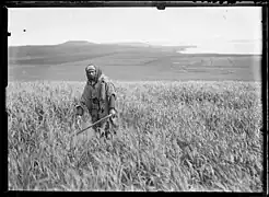 Charles Géniaux,"Un fellah de Chaouïa dans son champ d'orge", vers 1910