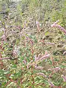 Des persicaires sur les rives de l’Alessi.