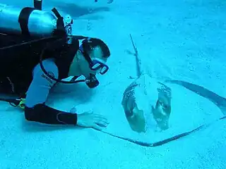 Une pastenague à Saint-Martin
