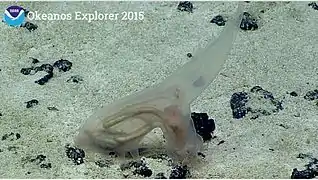 Un probable Amperima sp. photographié dans les abysses (2000-3 000 m de profondeur) au large d'Hawaï.