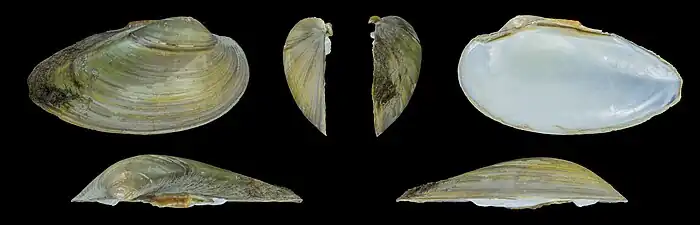 Unio pictorum latirostrisValve droite