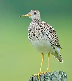 Maubèche des champs (Bartramia longicauda).