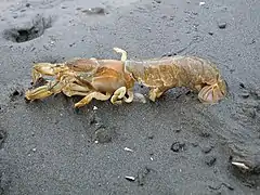 Upogebia major (Upogebiidae)