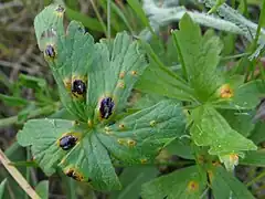 Urocystis anemones sur Anemone nemorosa.