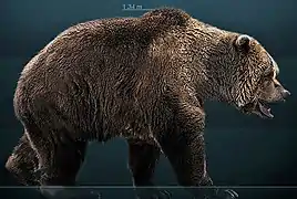 Reconstitution de l'Ours des cavernes (Ursus spelaeus).
