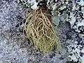 Parmeliaceae :Usnea rubicunda