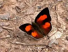 Curetis bulis (Inde).