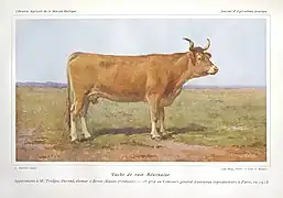 vache béarnaise