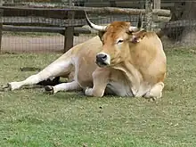 La maraîchine, une race originaire du sud de la Vendée.