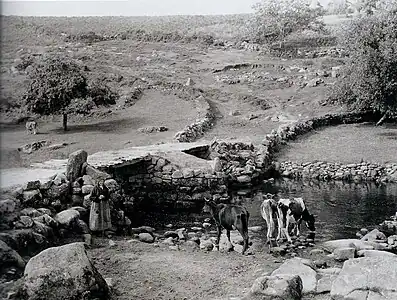 Femme gardant des vaches au bord de l'Ellé.