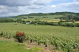 Vallée de la Marne au niveau de Courcelles.