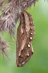 Les points blancs de la chrysalide de la Belle-Dame évoquent des gouttes de rosée sur une feuille morte.