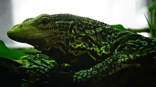 Ménagerie du Jardin des plantes Paris/France