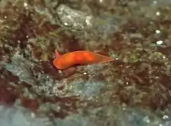 Vayssierea felis, un Okadaiidae.