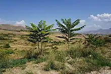 Photographie en couleurs de deux ailantes au centre d'un paysage semi-aride.
