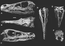 Vue en plusieurs angles d'un crâne de vélociraptor.