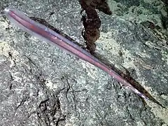 Venefica tentaculata, un Nettastomatidae