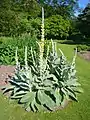 Verbascum densiflorum.