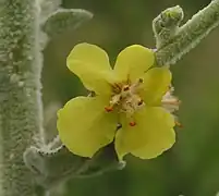 5 étamines à filet hérissées de poils blancs