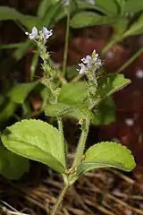 Tige dédoublée au dernier nœud