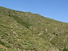 Lande à genêt purgatif sur un versant exposé au sud.