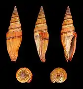 Vexillum ornatum, un Costellariidae.