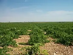 Gobelet avec cépage à port retombant