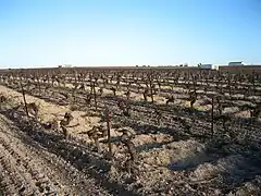 Vigne à basse densité en Andalousie.