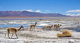 Vigognes et flamants roses sur le salar de Chalviri, Bolivie, 2018