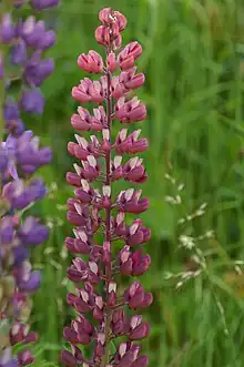 Lupinus polyphyllus.