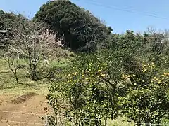 Végétation de l'île.