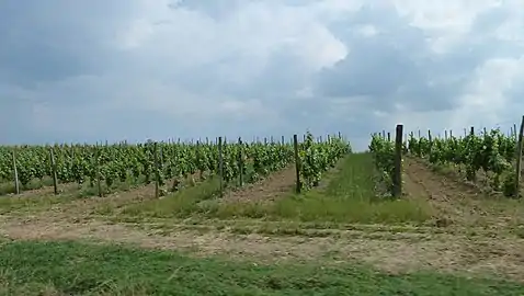 Vignes à Moncaup.