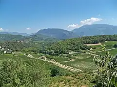 Vignoble à Faucon, au pied des Baronnies et du mont Ventoux, au nord.