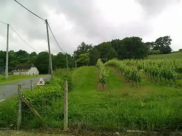 Vignobles de Séméacq-Blachon.