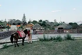 Image illustrative de l’article Cheval en Thaïlande